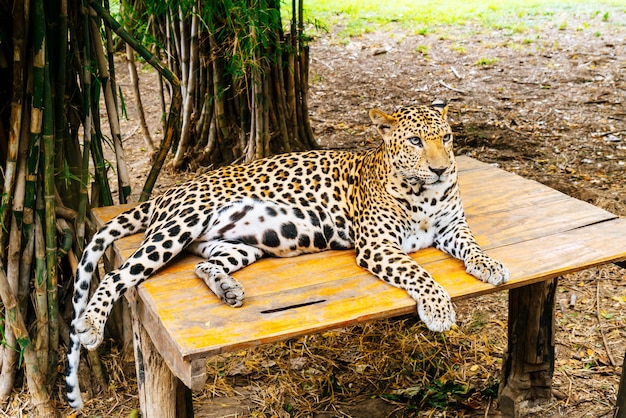 Leopardo deitado na madeira