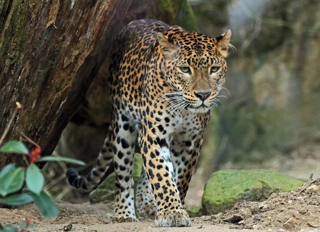 Leopardo depredador cerca de un árbol en el bosque