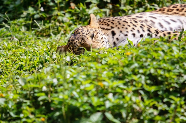 Leopardo descansando em plantas