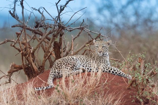 Leopardo en el desierto