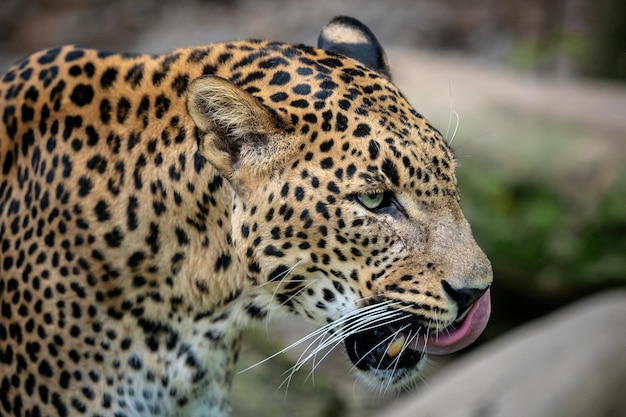 Leopardo do Ceilão Panthera pardus kotiya Gato malhado grande