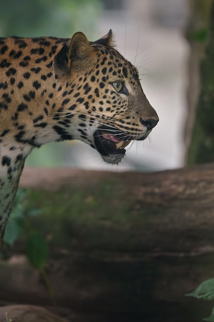 leopardo do Sri Lanka