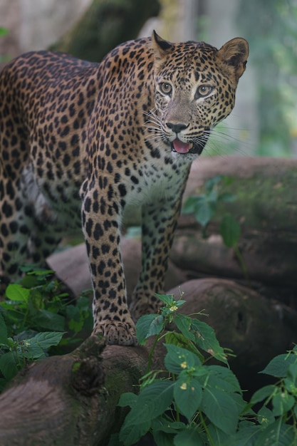 leopardo do Sri Lanka