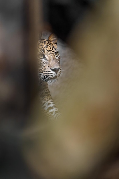leopardo do Sri Lanka