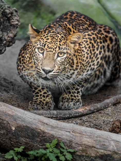 leopardo do Sri Lanka