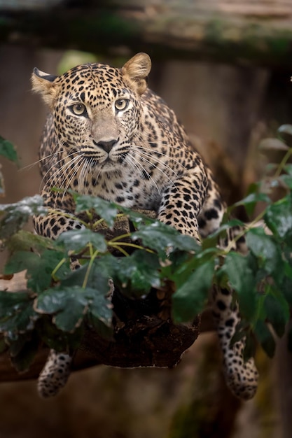 Foto leopardo do sri lanka