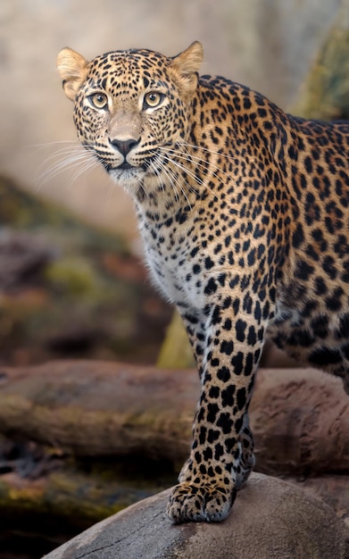 leopardo do Sri Lanka