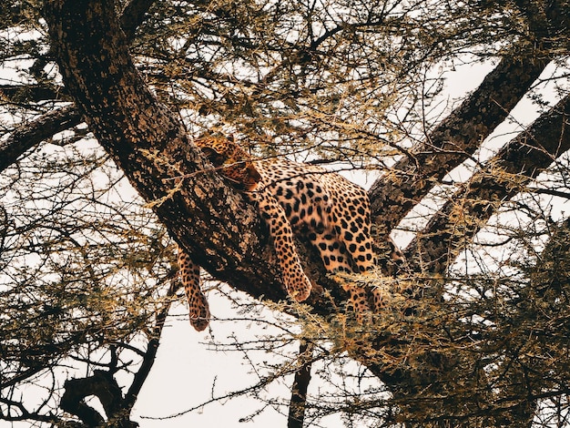 Leopardo dormindo em um galho de acácia na Tanzânia