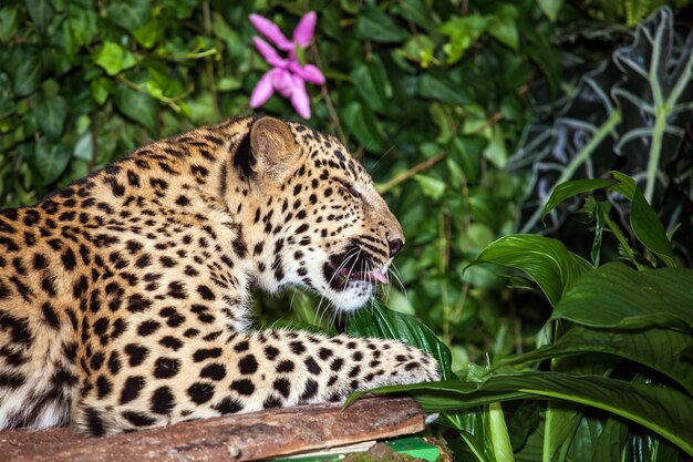 Leopardo dormindo na selva vista de perto