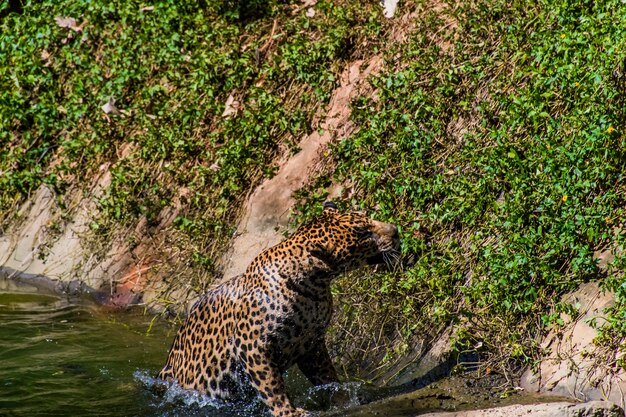 Foto un leopardo se eleva del estanque.