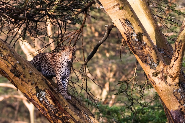 Leopardo em emboscada na árvore. Lago Nakuru, Quênia