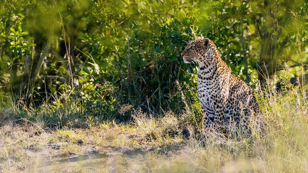 Leopardo em Masai Mara Quênia África