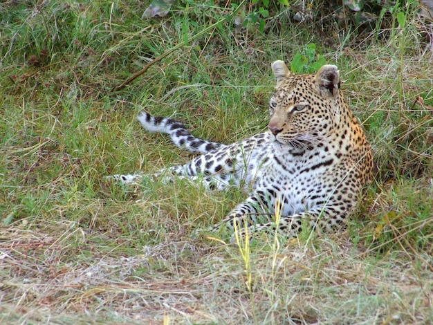 Foto leopardo em repouso