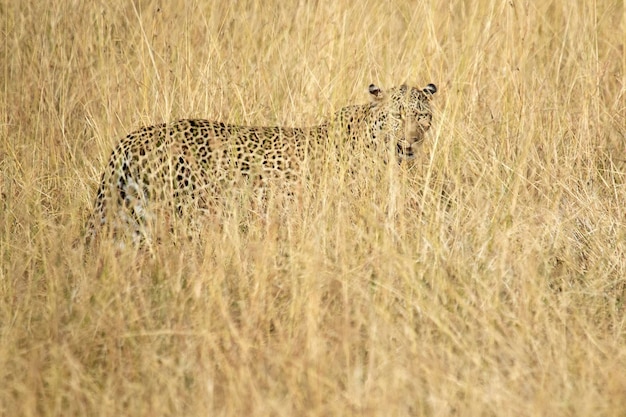 leopardo em uma área de savana com grama muito alta à primeira luz do Masai Mara
