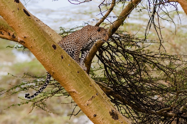 Leopardo escondido na árvore. Nakuru, Quênia