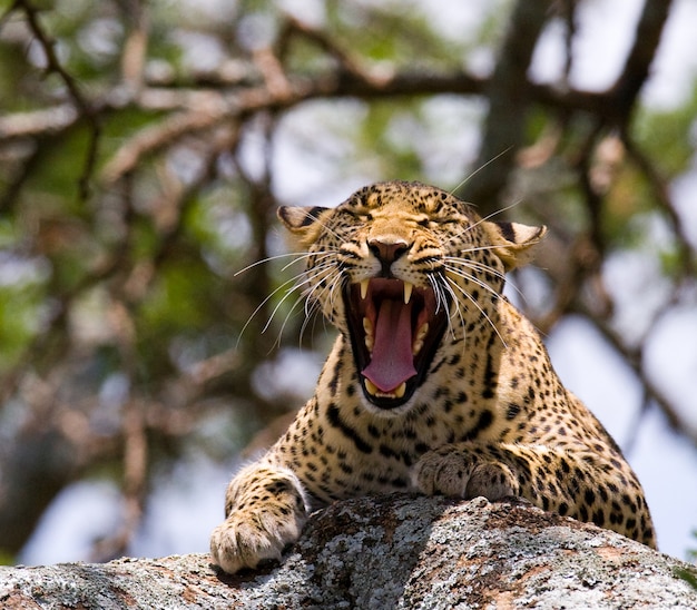 El leopardo está acostado en un árbol y bosteza