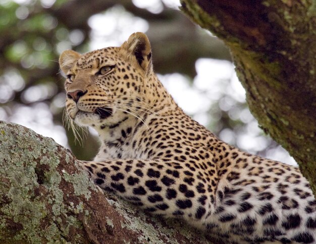 El leopardo está acostado en un árbol. Parque Nacional. Kenia. Tanzania. Maasai Mara. Serengeti.