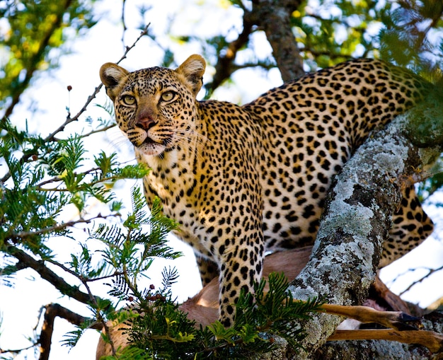 El leopardo está de pie en el árbol. Parque Nacional. Kenia. Tanzania. Maasai Mara. Serengeti.