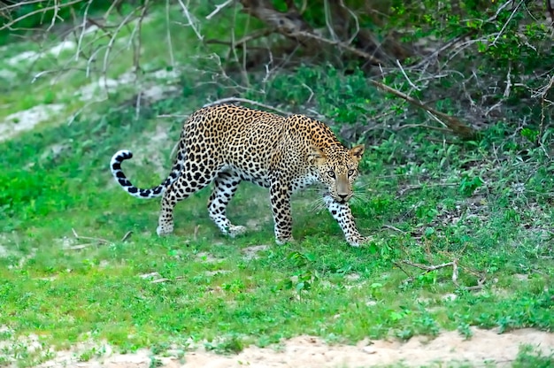 Leopardo en estado salvaje en la isla de Sri Lanka