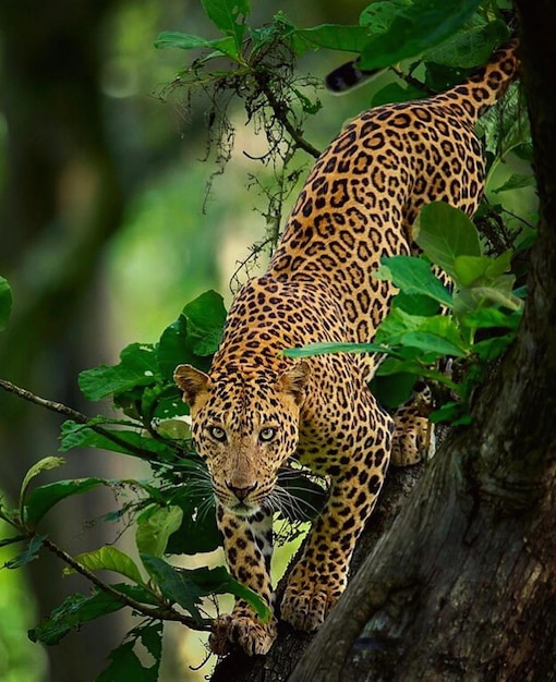 leopardo guepardo pantera negra salvaje animales peligrosos