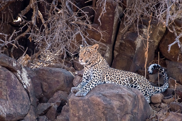 Leopardo hembra tumbado en las rocas