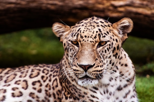 Leopardo, hermoso retrato