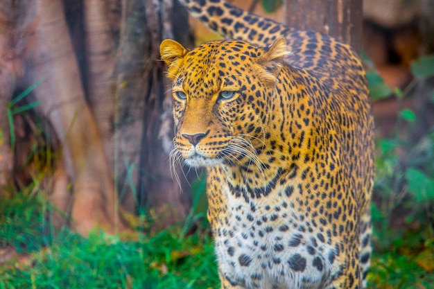 Un leopardo en la jaula del orfanato de Nairobi Kenia