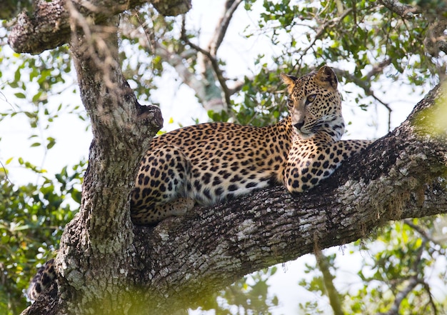 Leopardo lindo relaxando em um galho