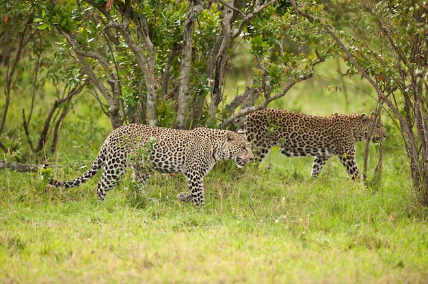 Leopardo en Masai Mara