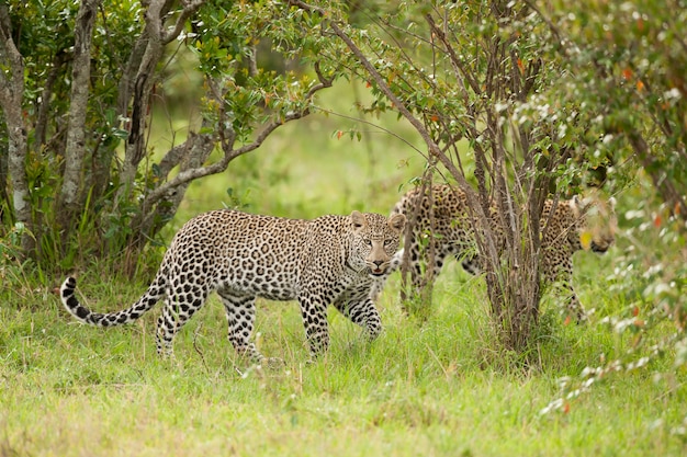 Leopardo mirando en cámara