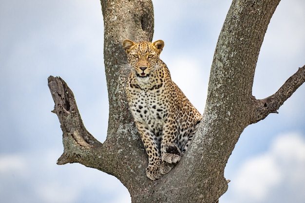 Foto leopardo na árvore