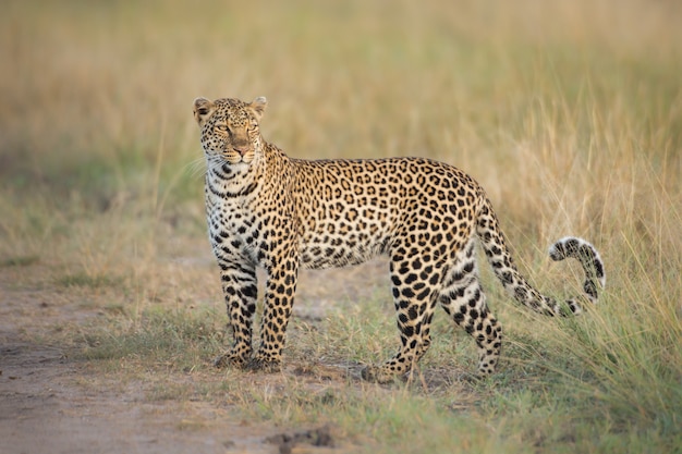 Leopardo na natureza