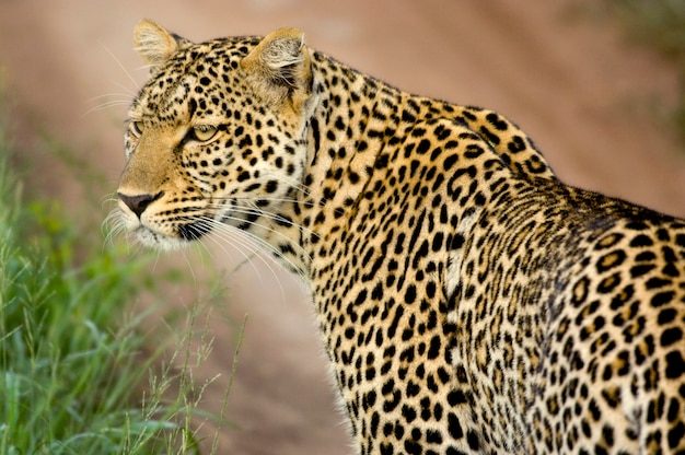 Leopardo na reserva nacional do serengeti