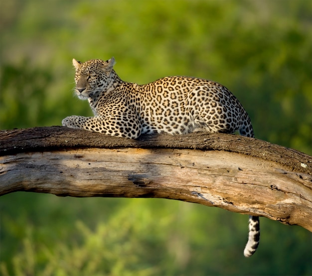 Leopardo na reserva nacional do serengeti