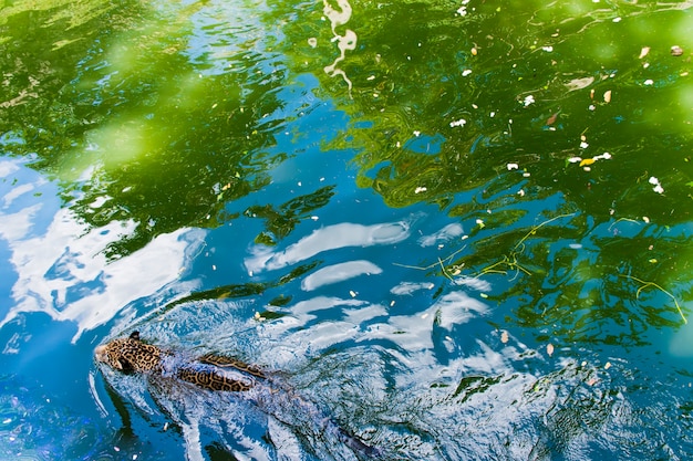 Foto un leopardo nada en el agua.