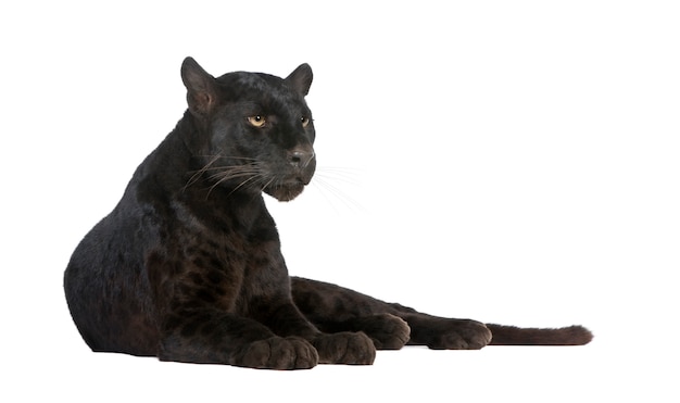Leopardo negro sobre un blanco aislado