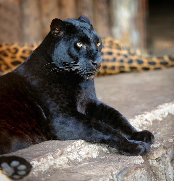 Foto el leopardo negro