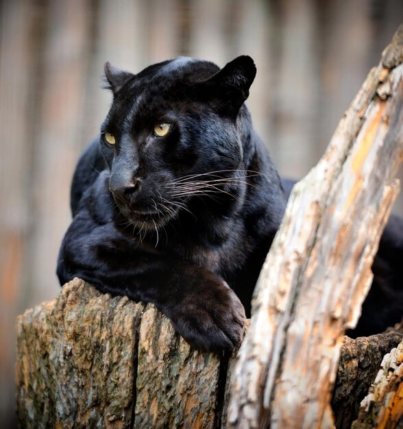 Foto el leopardo negro