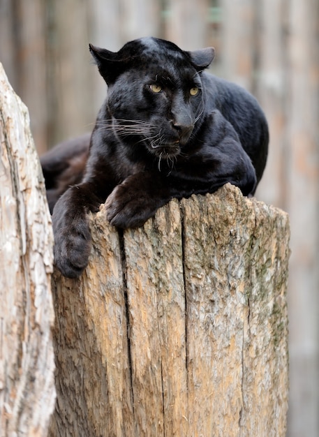 Leopardo negro