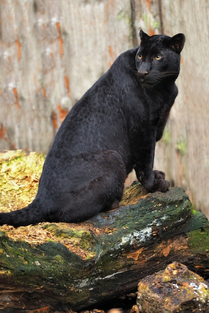 Leopardo negro