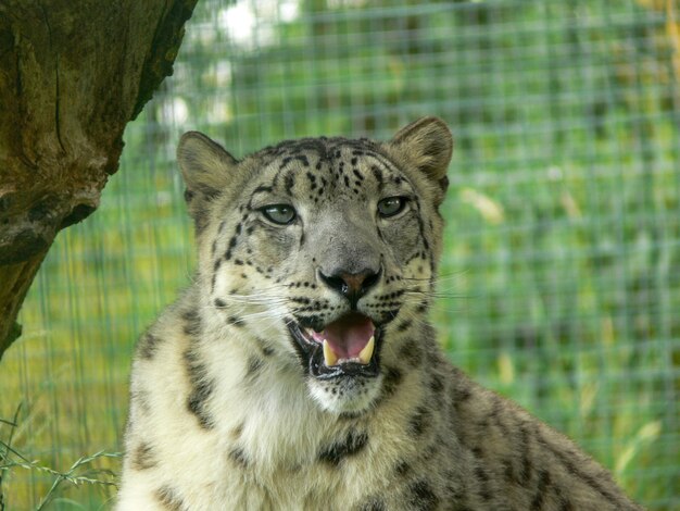 Leopardo de las nieves en un entorno de zoológico