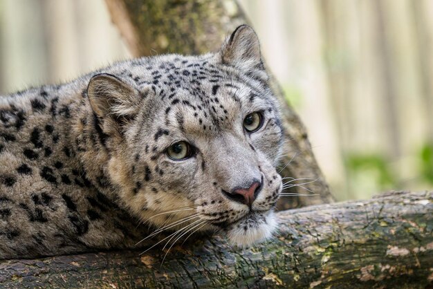 Leopardo de las nieves Irbis Panthera uncia