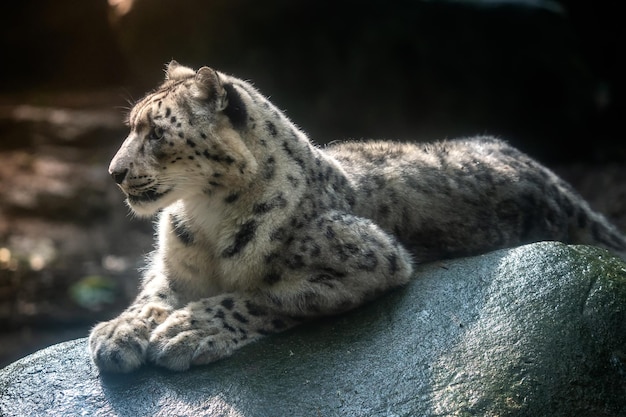 Foto leopardo de las nieves irbis panthera uncia