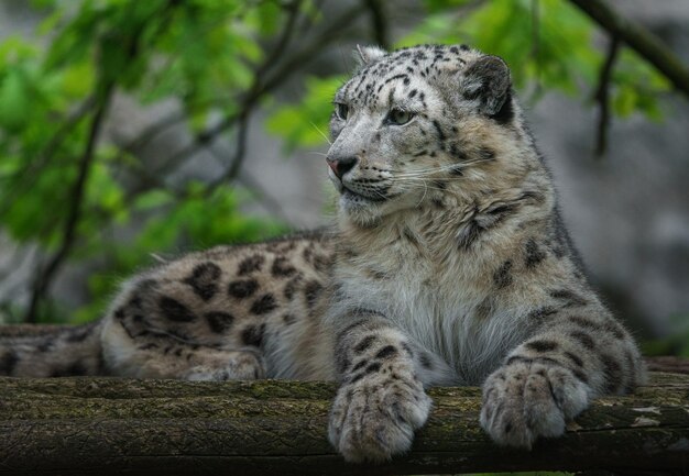 El leopardo de las nieves Irbis