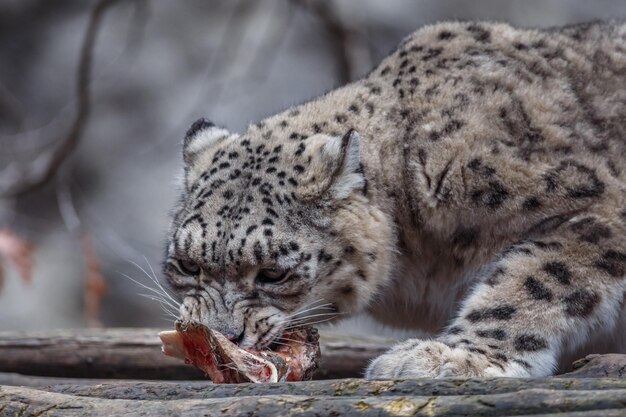 El leopardo de las nieves Irbis