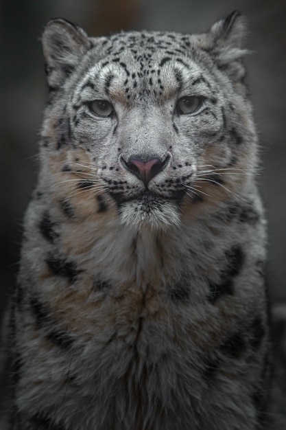 El leopardo de las nieves Irbis