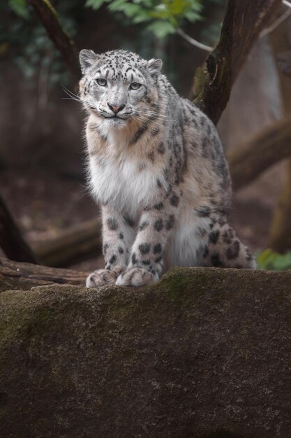 El leopardo de las nieves Irbis