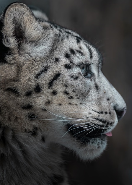 El leopardo de las nieves Irbis