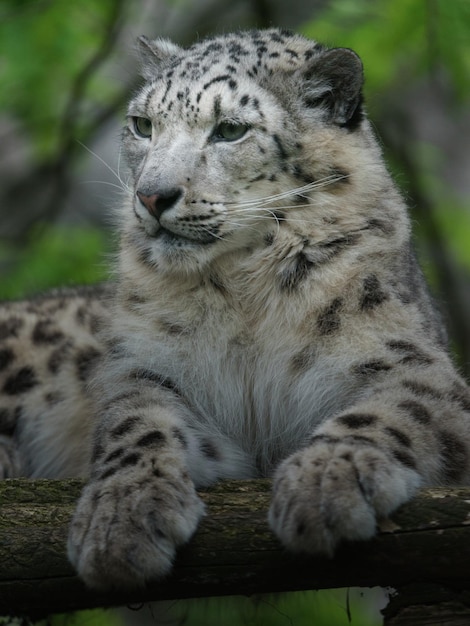 El leopardo de las nieves Irbis
