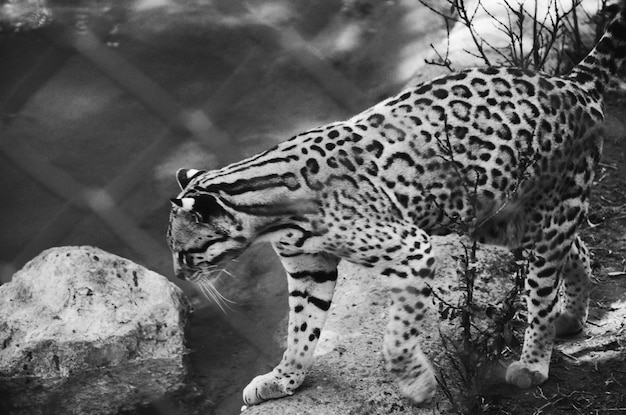 Foto leopardo de las nieves por roca